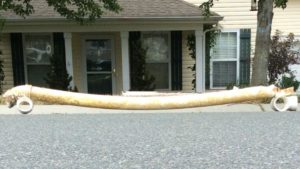 plumber harrisburg nc, sewer line repair harrisburg nc