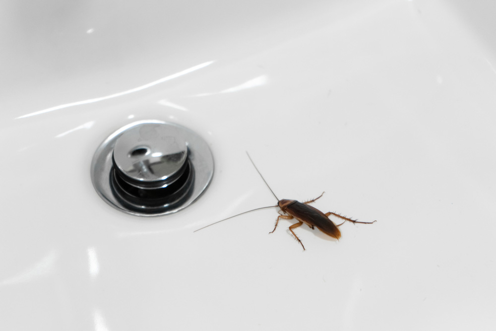 cockroaches near a drain